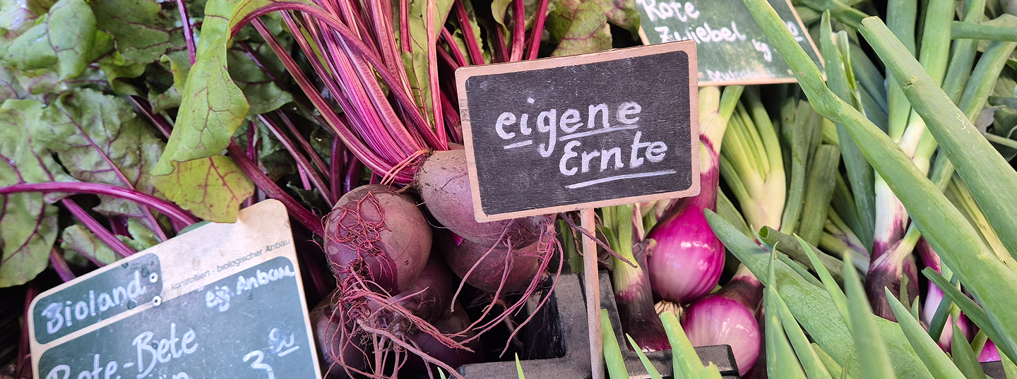 eigene Erte Rote Beete eat ow