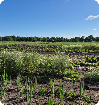 Eine Landschaft mit angebautem Gemüse
