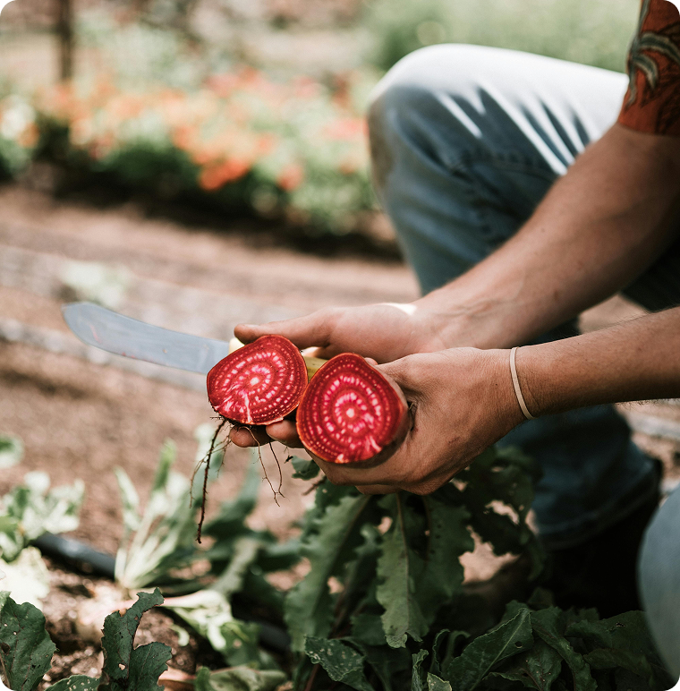 Aufgeschnittene Rote Beete auf dem Feld